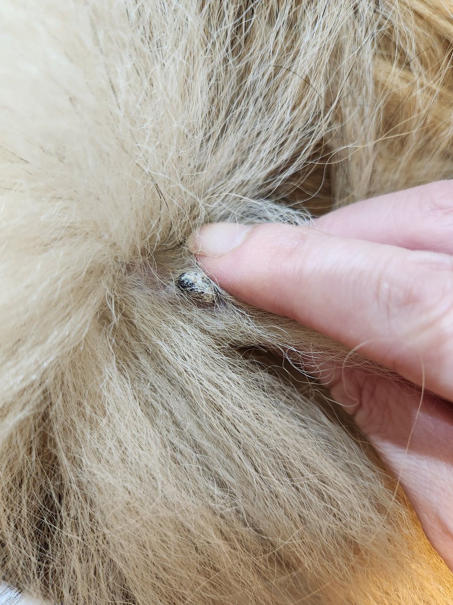 チョコ チョコチ tweet media