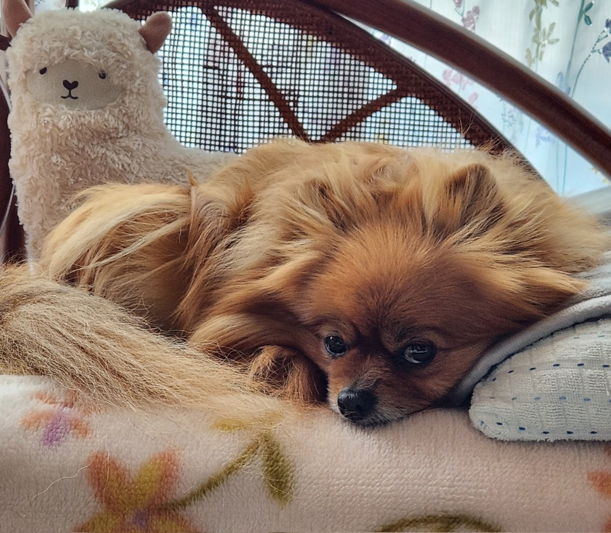 チョコ チョコチ tweet media