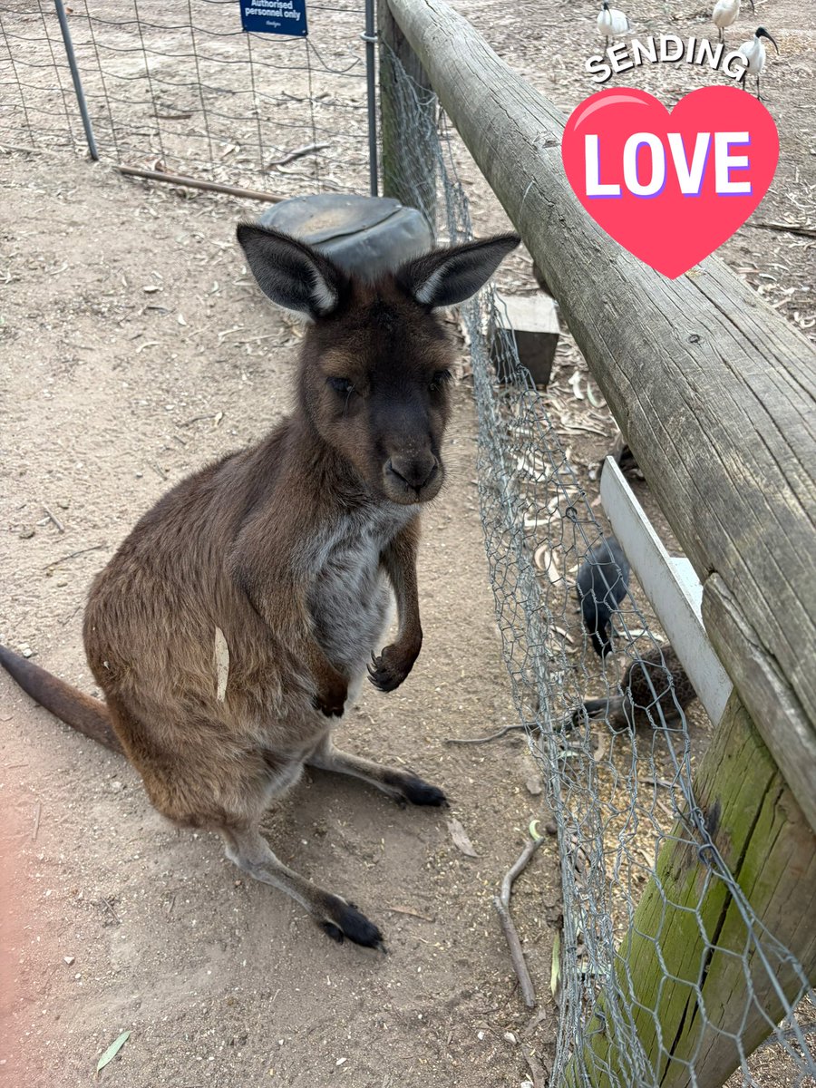 セレナーデ tweet media