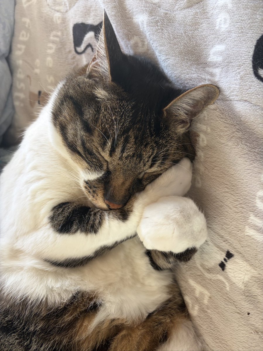 うわてん.。@本気@限限 tweet media