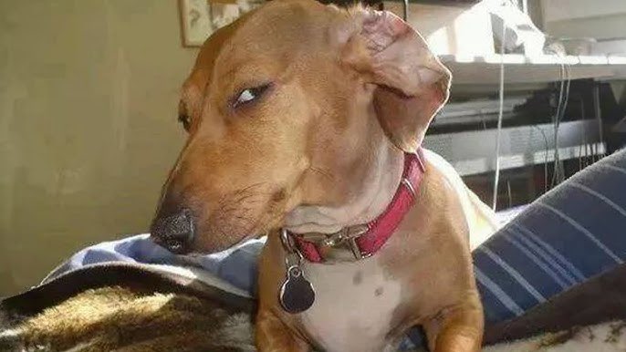 Third Coast Uno tweet media