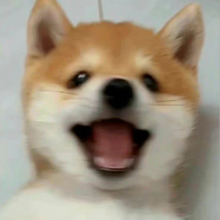 쇼뭉이🐶 tweet media