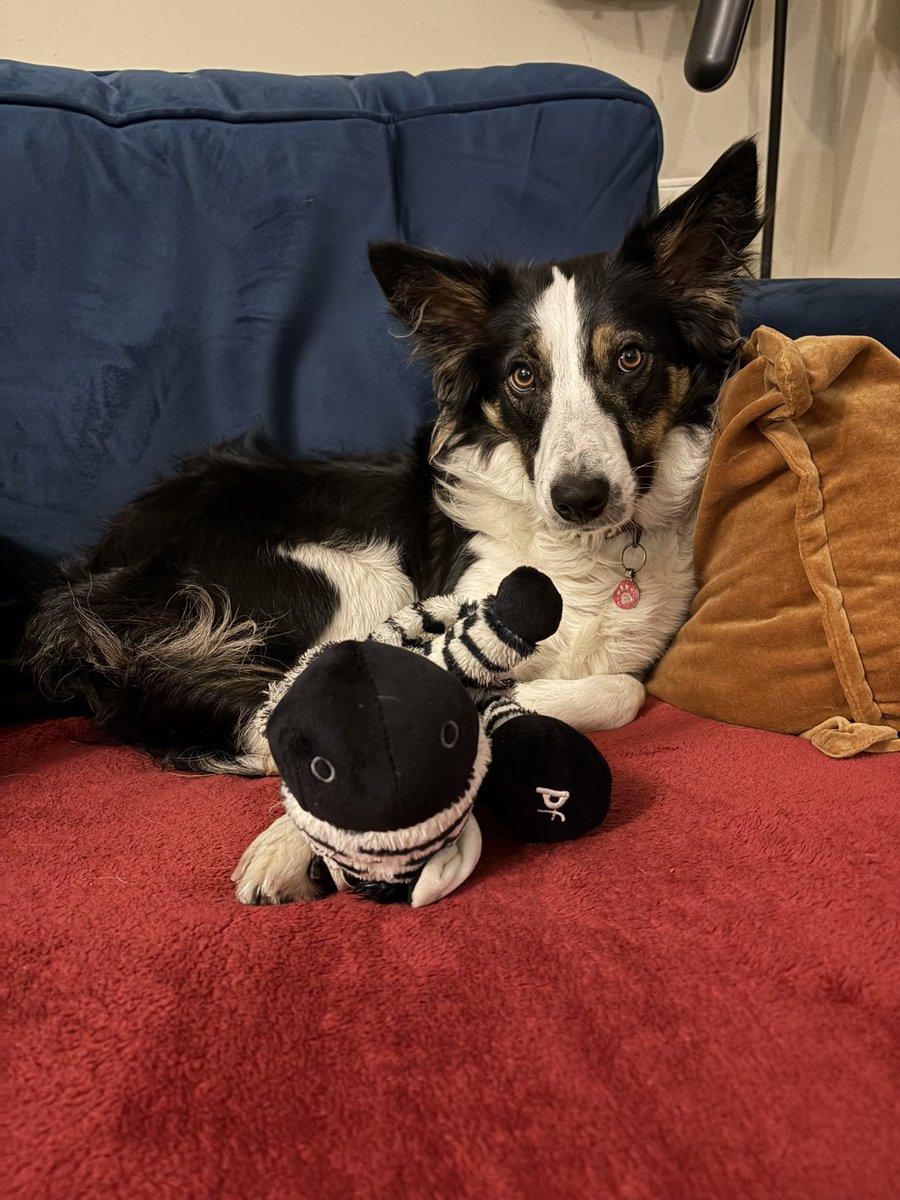 Puppy Bess and Auntie Kes tweet media