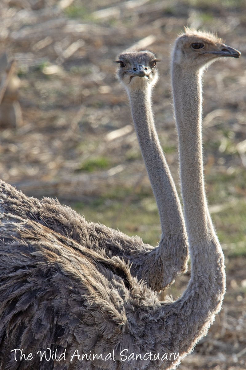 The Wild Animal Sanctuary tweet media