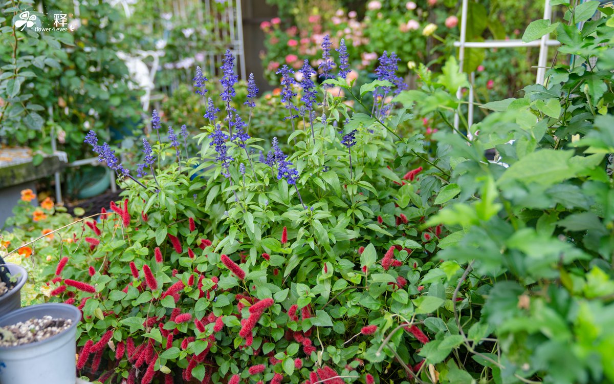 july gambini tweet media