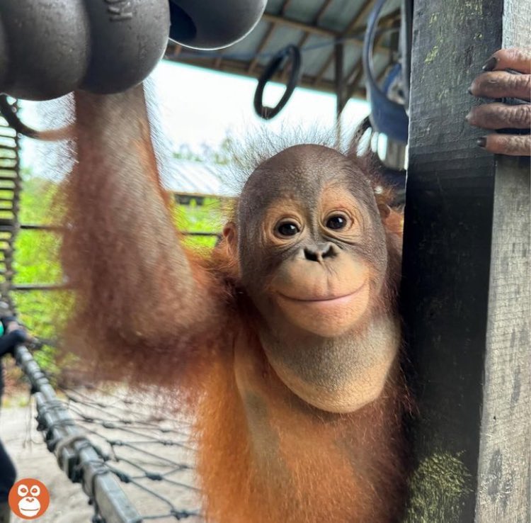 jess 🦧 tweet media