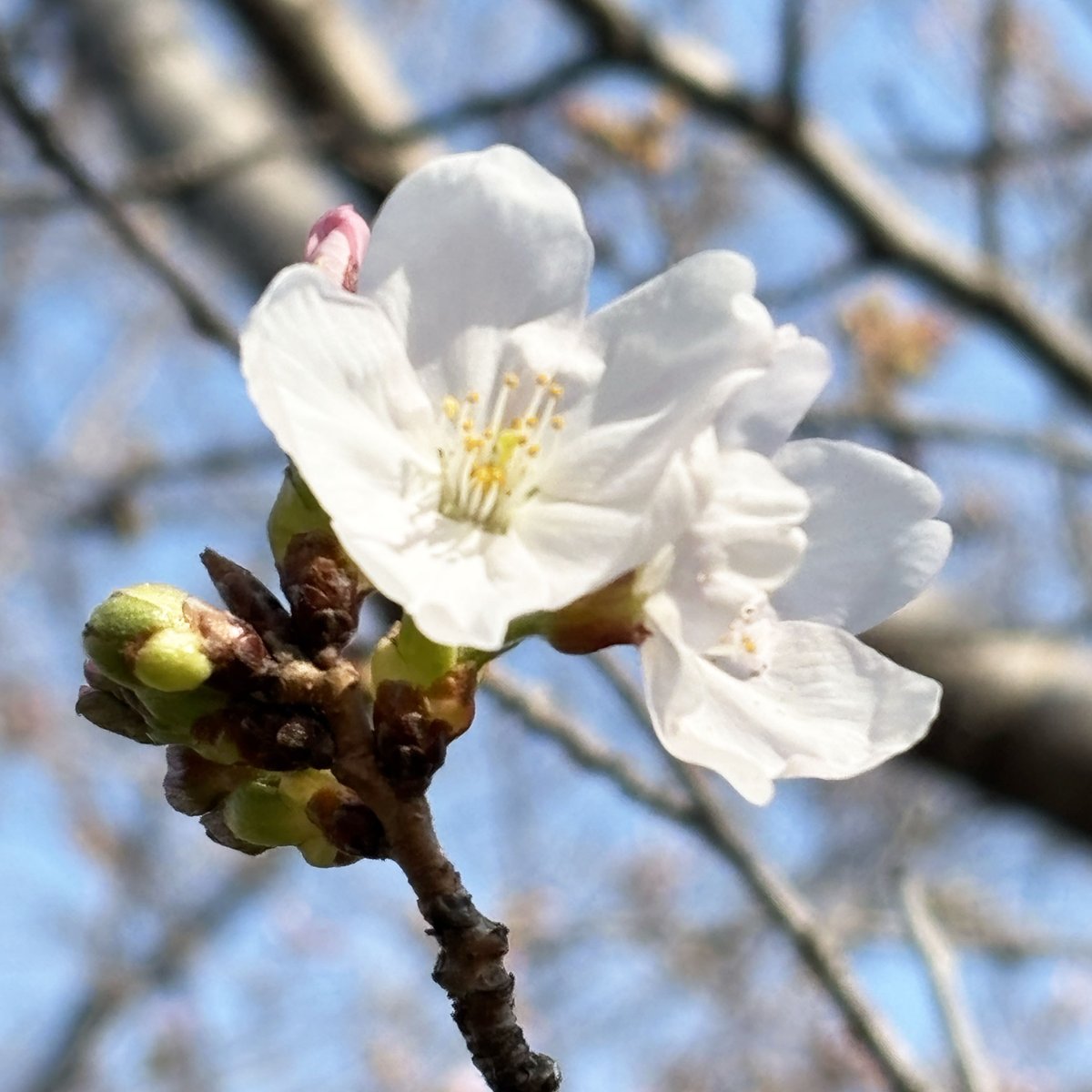 🌾米袋のマルタカ【公式】 tweet media