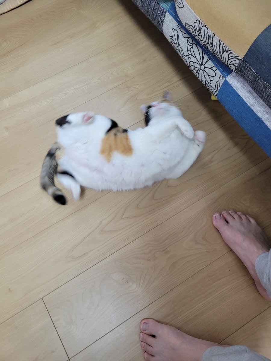 神楽🐾 tweet media