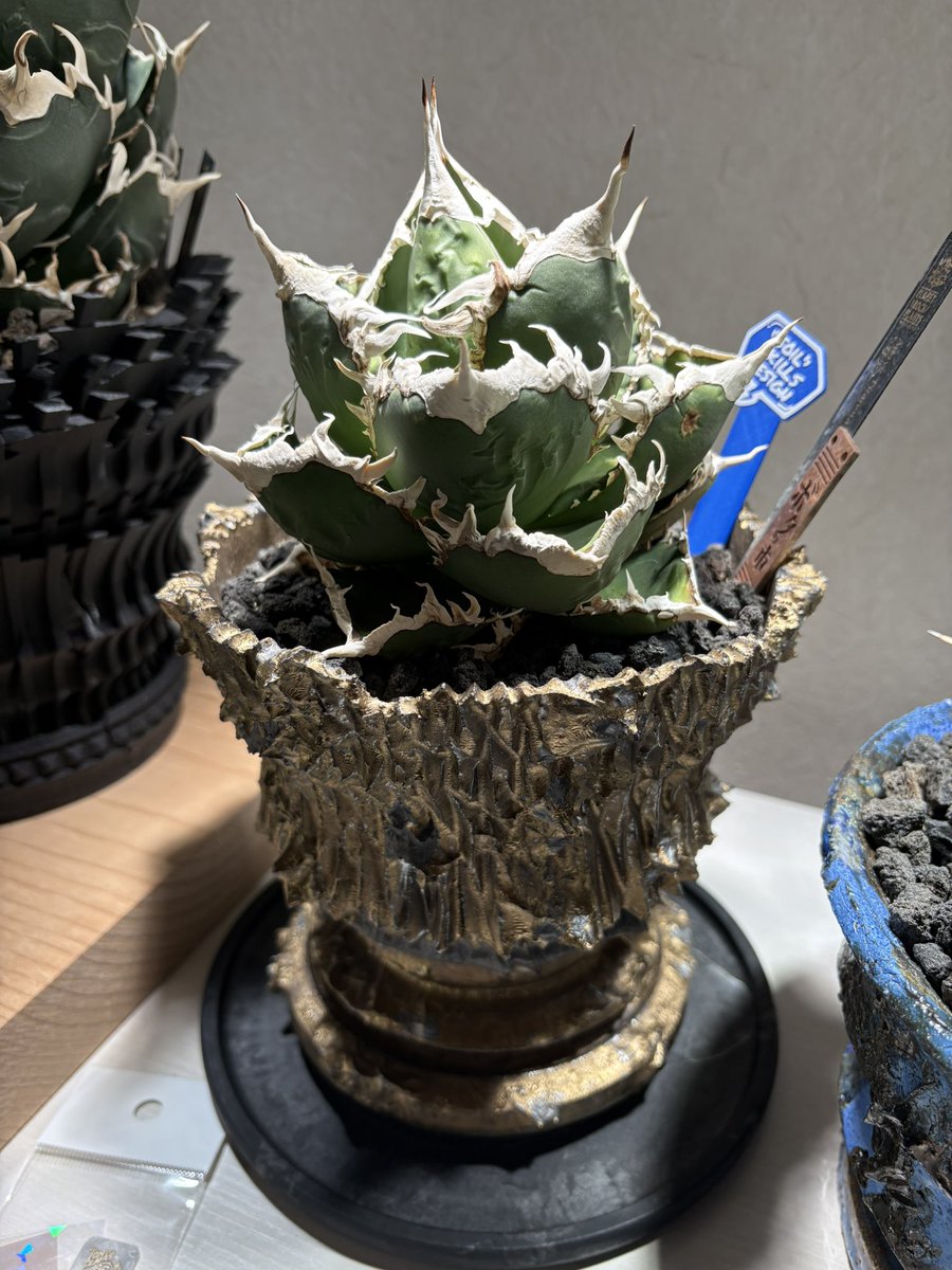 りんご🍎白鯨 tweet media