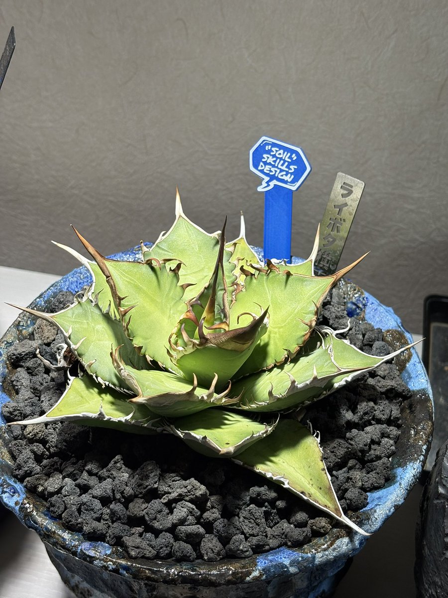 りんご🍎白鯨 tweet media