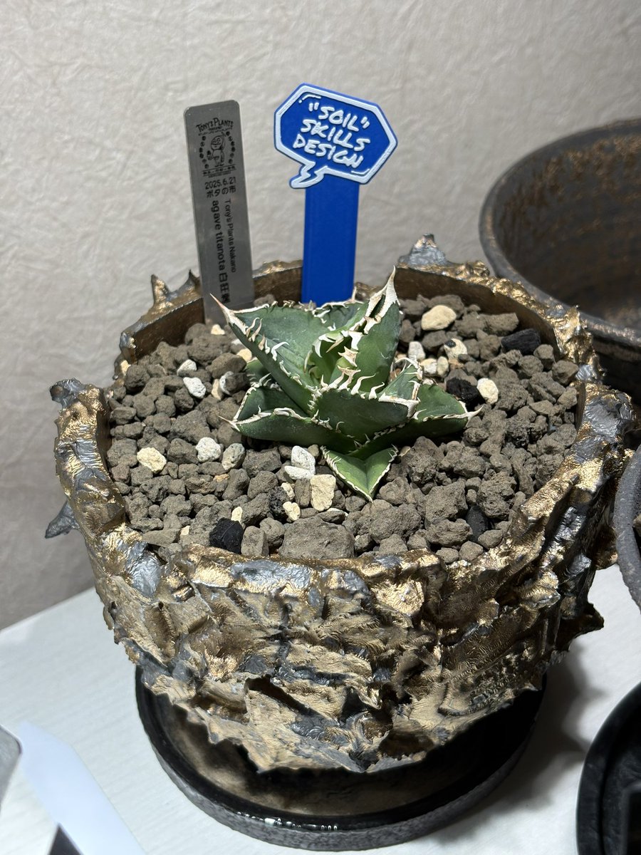 りんご🍎白鯨 tweet media