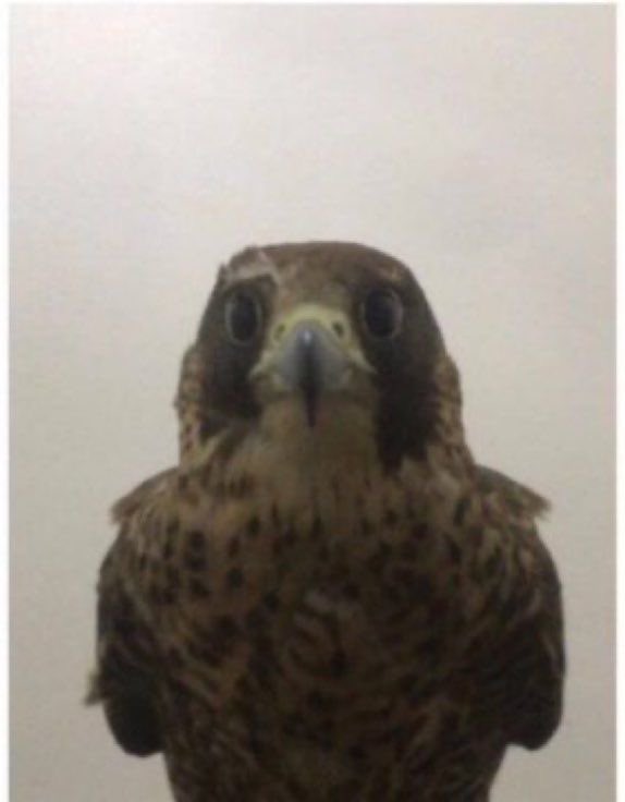 خالد tweet media