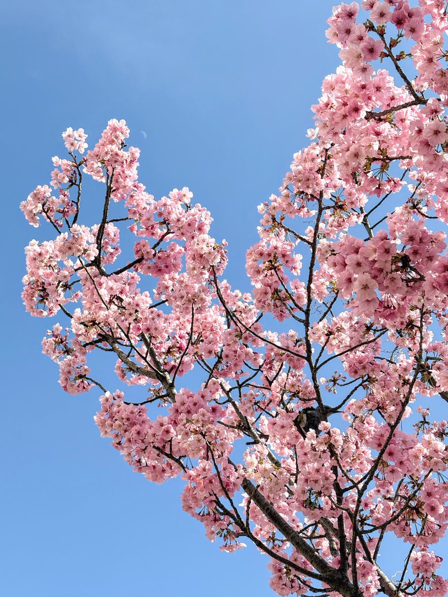 s977043's tweet photo. 目黒川の桜も少し咲いてきた！ https://t.co/zenuWsarYo