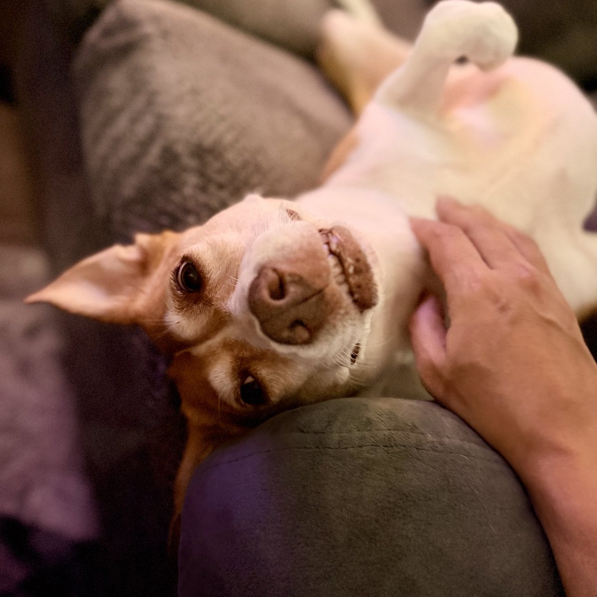 Forget The Sun tweet media