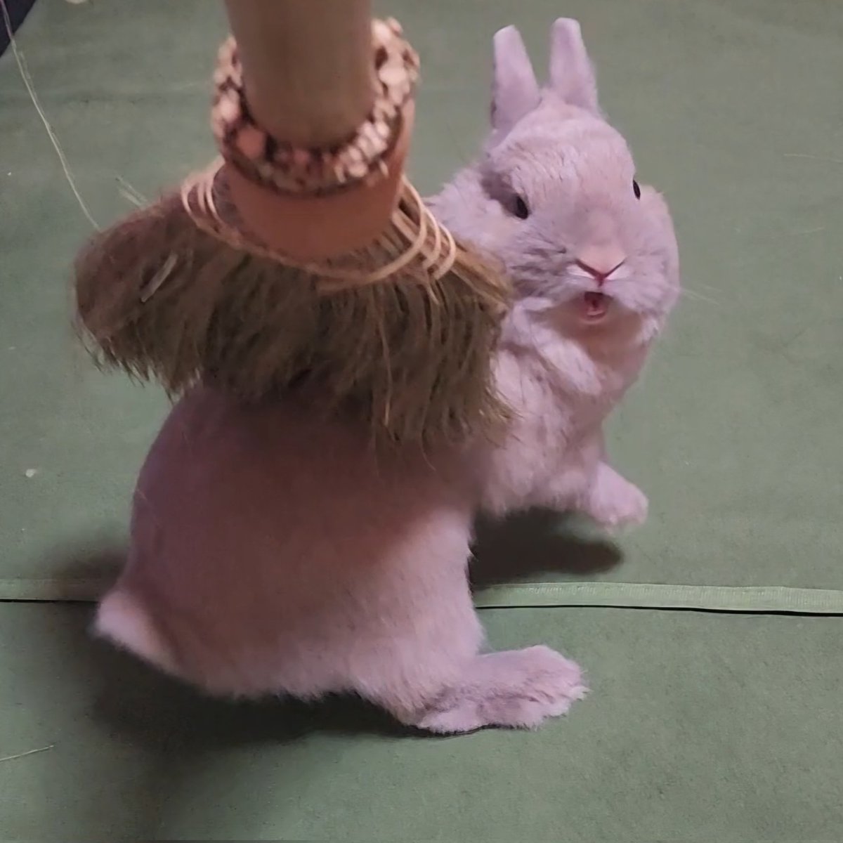 T7ふぉんNP tweet media