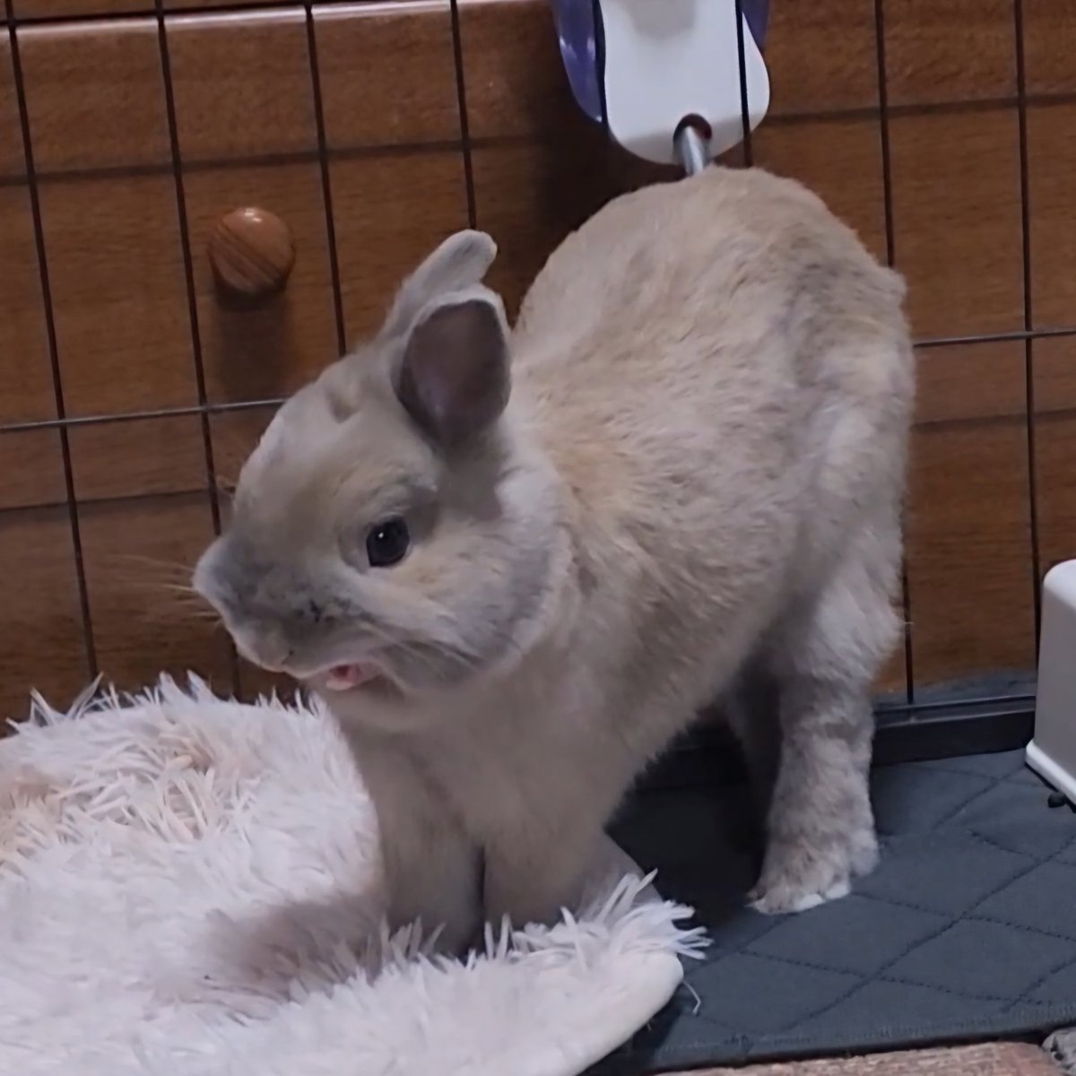 T7ふぉんNP tweet media