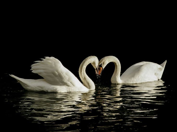 𓆩♡𓆪 tweet media