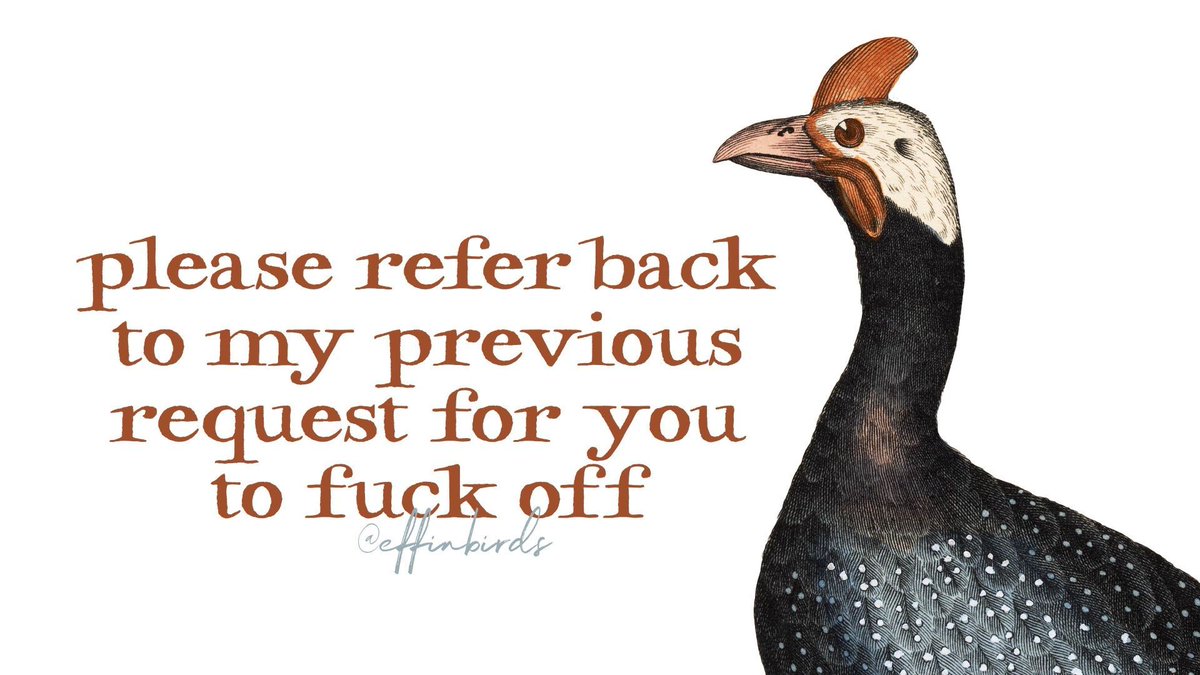 Effin' Birds tweet media