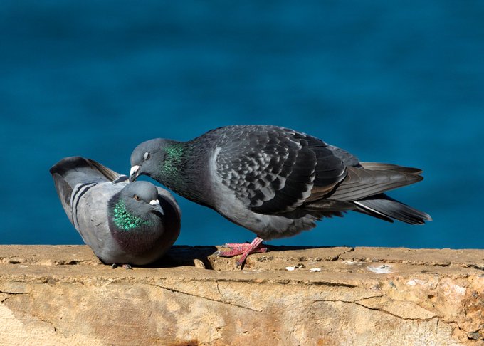 alan1945 tweet media