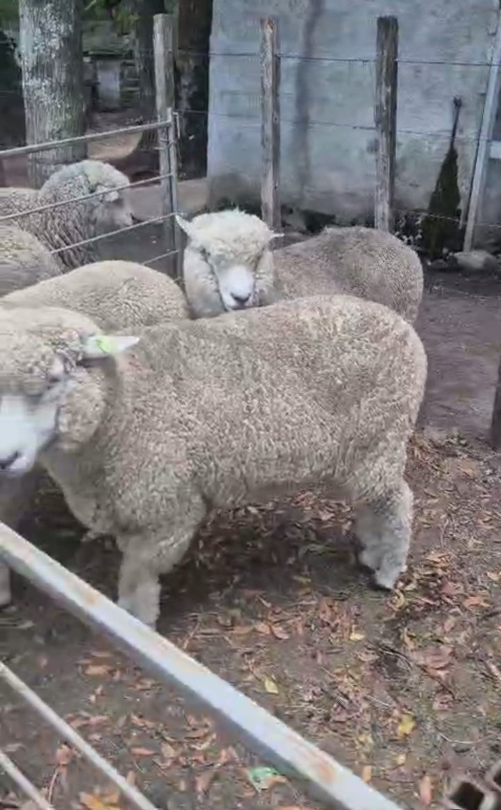 Fernando Otheguy tweet media