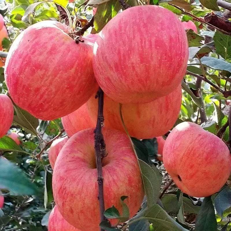 Alexis Erni tweet media