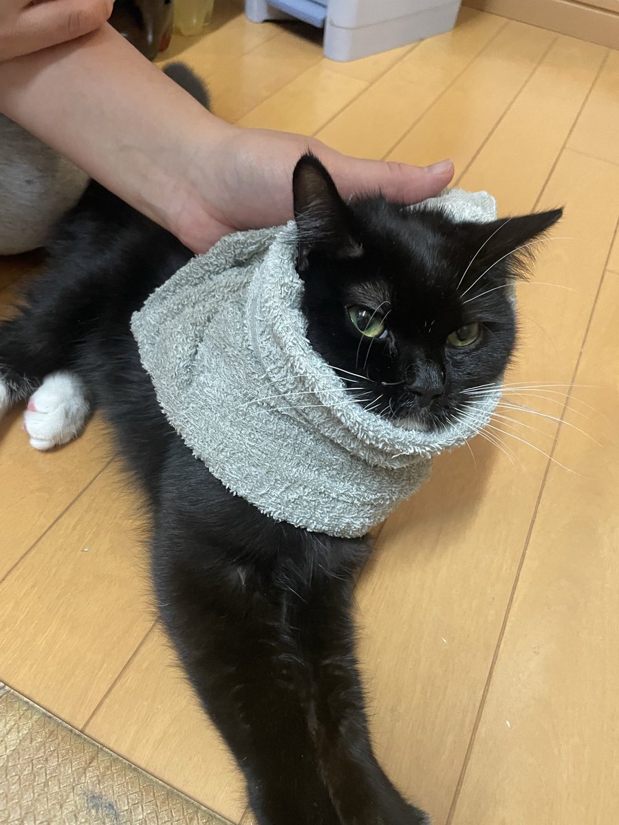 raiu_esama's tweet photo. 大きな病院に行った時、パ��ラよりFIPと水頭症の方が治療の優先と判断いただきました。
そもそも動けない猫からこれ以上自由を奪う選択肢は無かったです。
結果ステロイドで水頭症は多分よく聞いたの��動けるように、ただFIPがねぇ…
ご飯も上手に食べれず顔突っ込むからよく濡れタオルの刑になってた https://t.co/en1muJ4baG