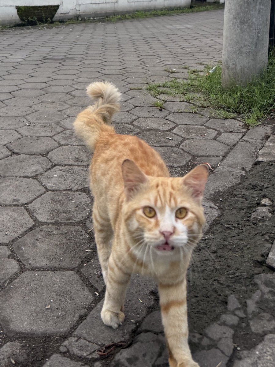 ͏͏͏͏Loka. tweet media