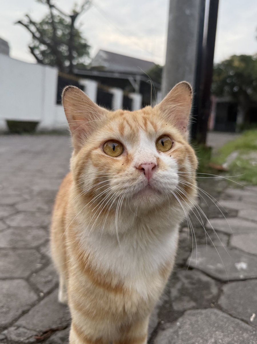 ͏͏͏͏Loka. tweet media