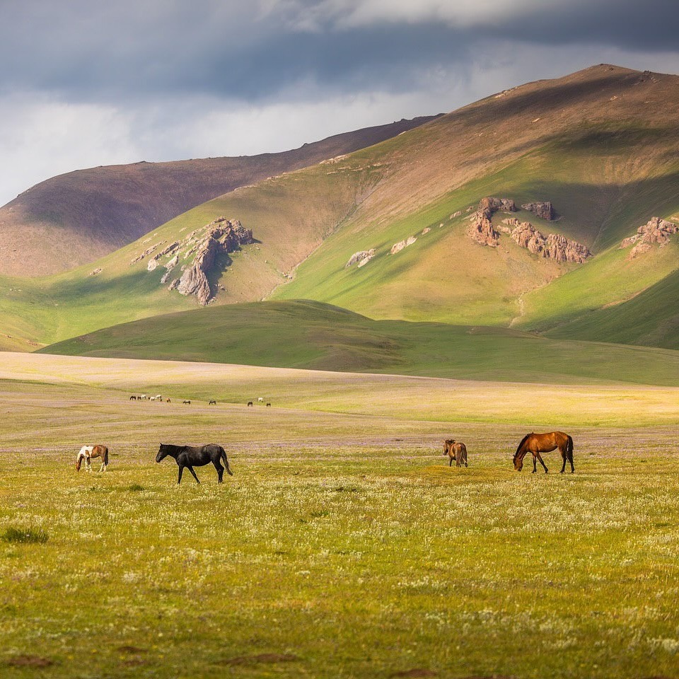 julaibib tweet media