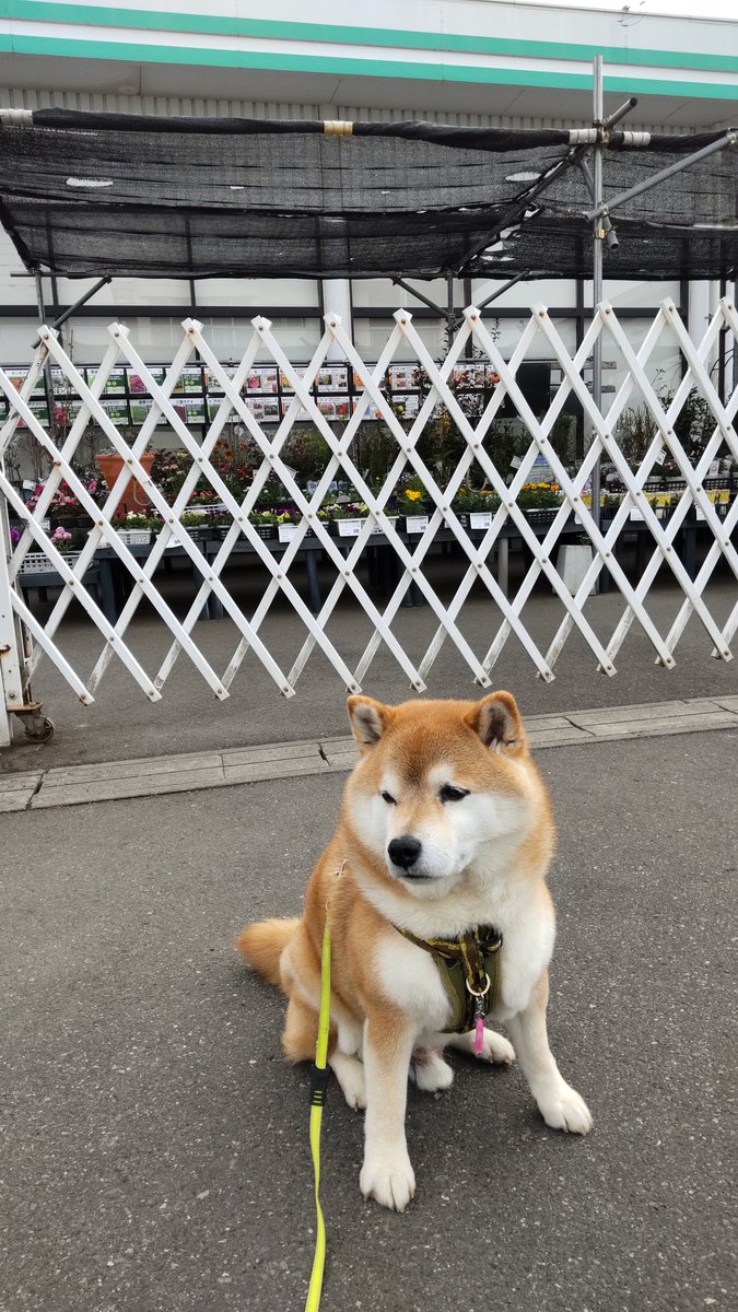 チョビ tweet media