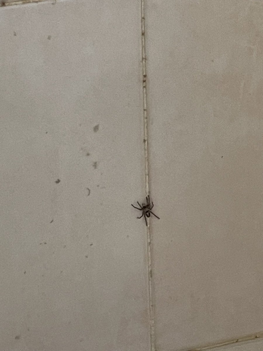 Renata Villarreal tweet media