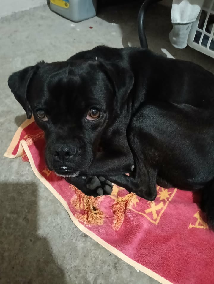 Juan Carlos Valerio tweet media