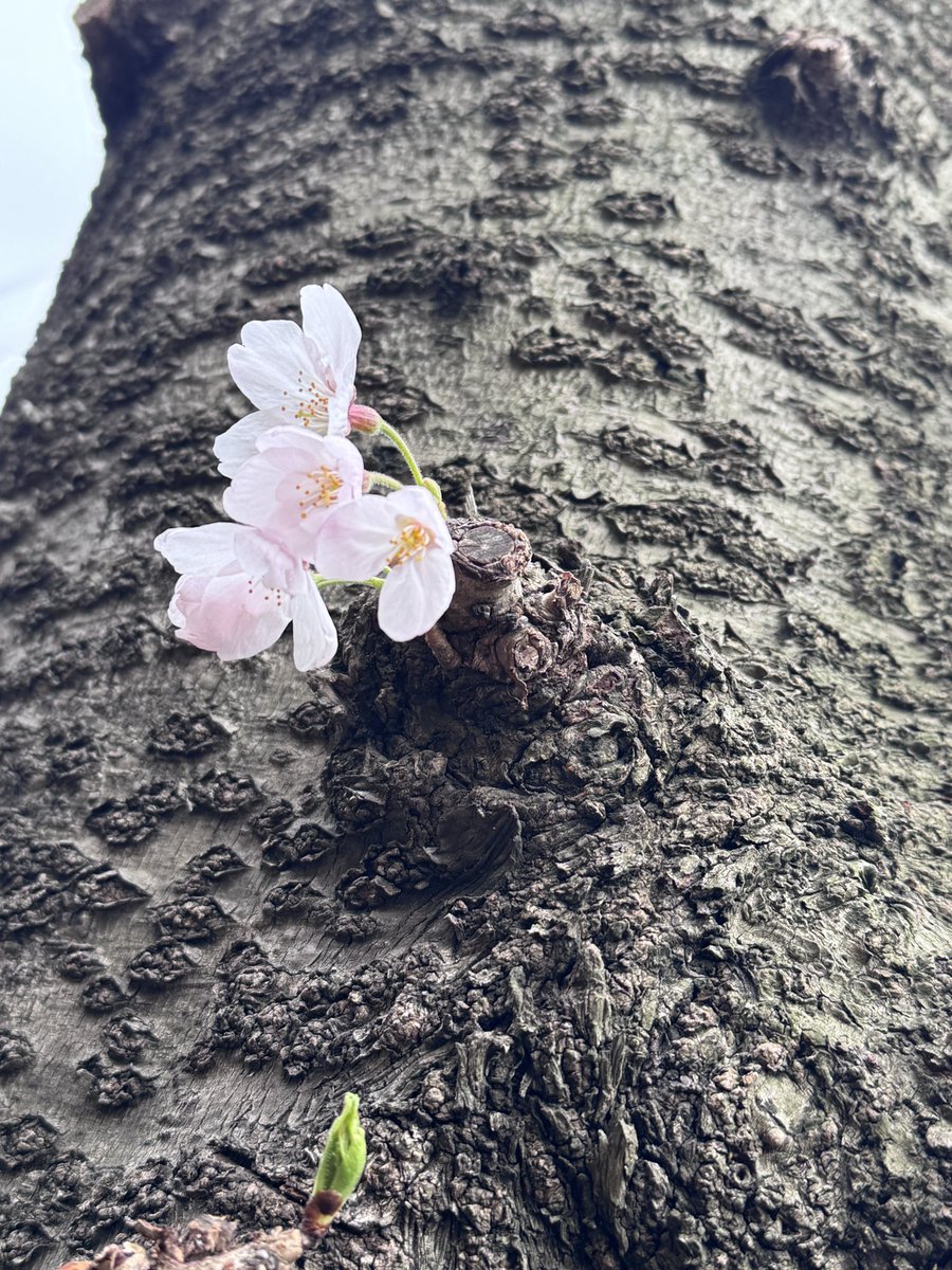 かみー@趣味垢 tweet media