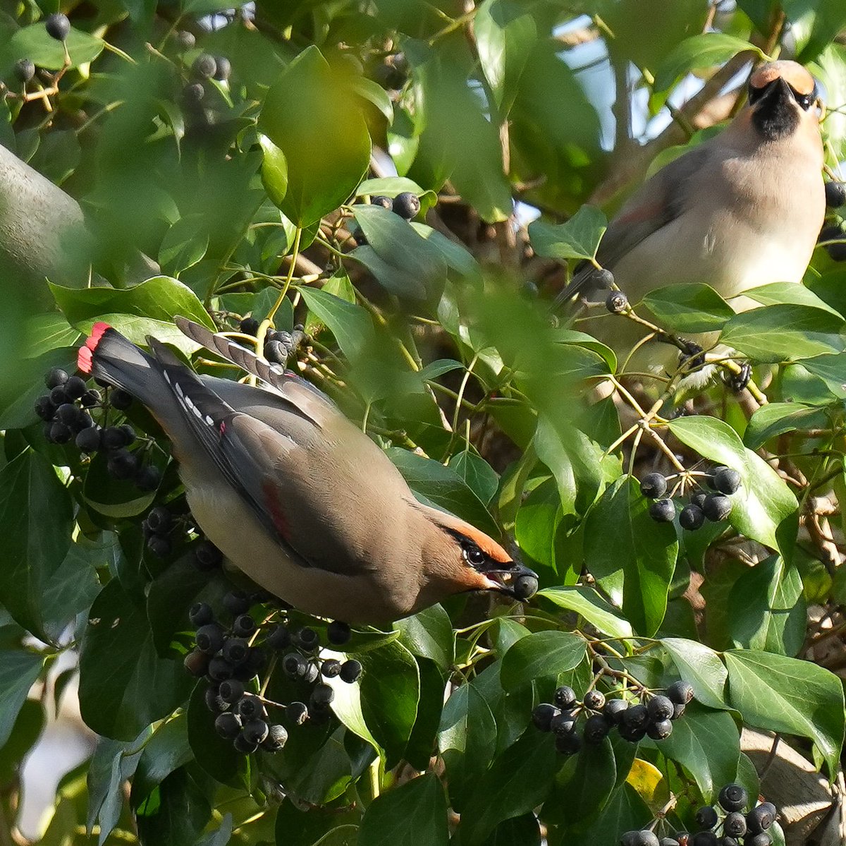 torimini tweet media