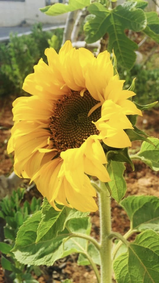 سَـجّاويٓ tweet media