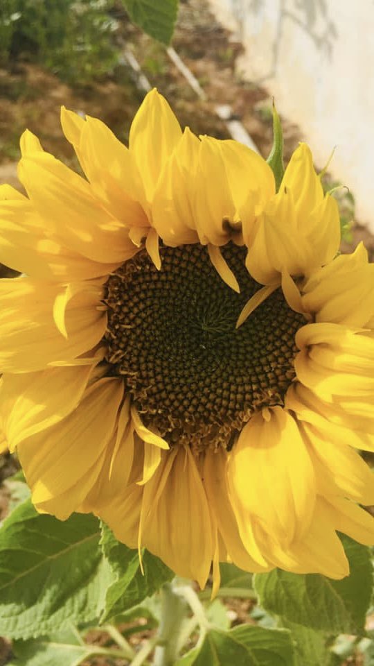 سَـجّاويٓ tweet media