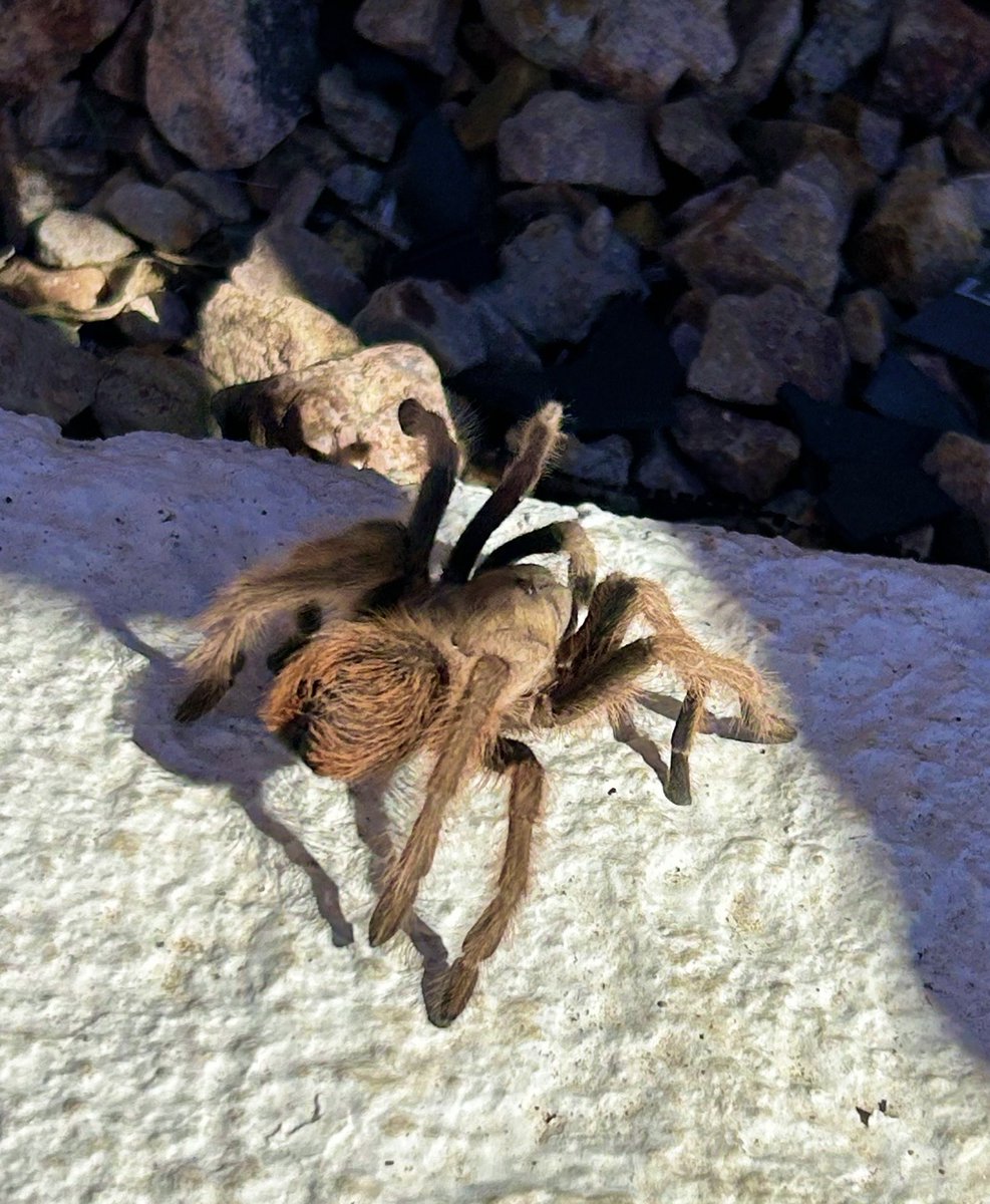bigwaveBB's tweet image. Meeting new friends on my desert 🌵 #runs