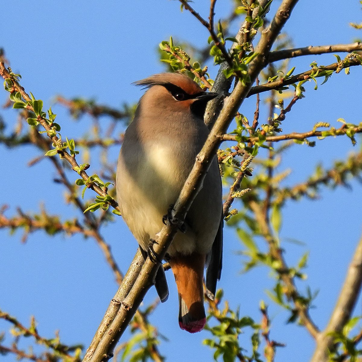 torimini tweet media