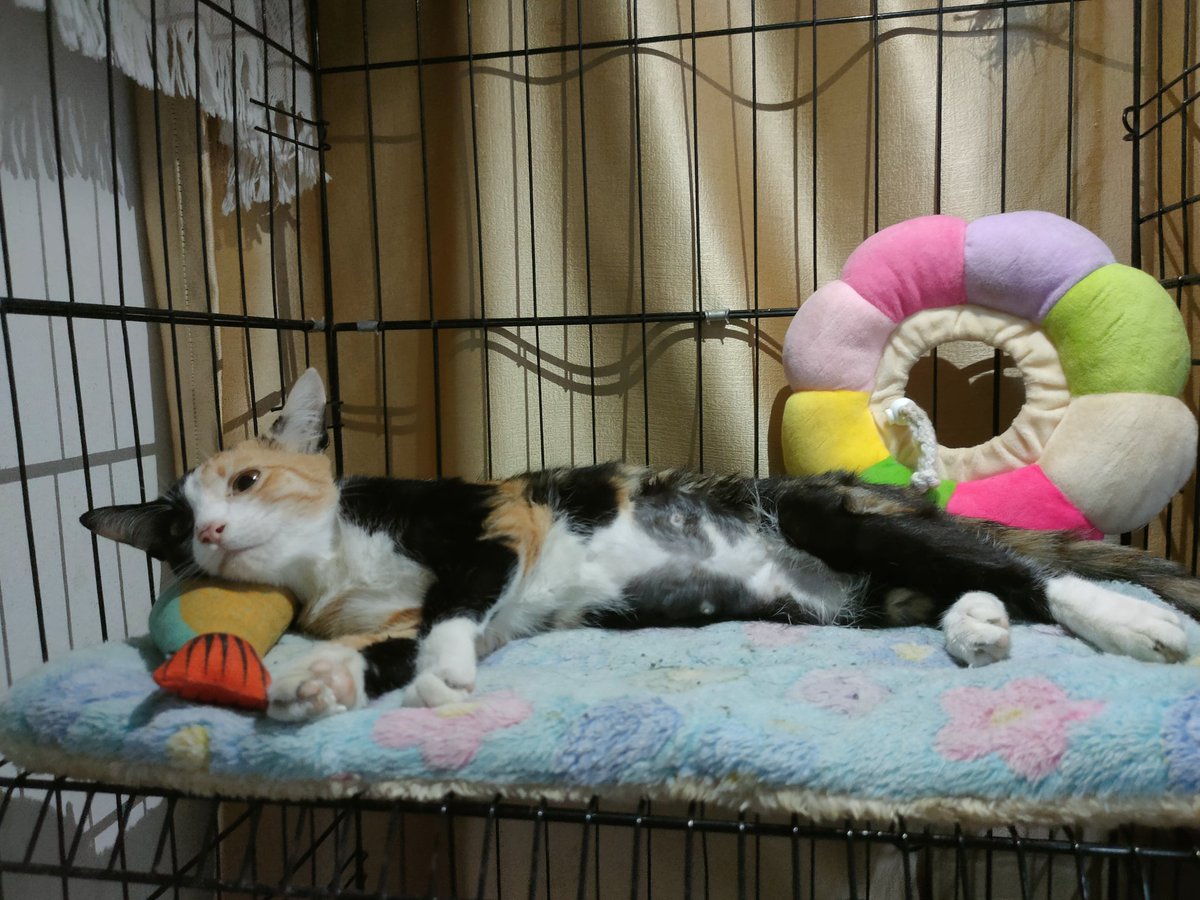 ไม่ควรมีแมวตัวไหนบนโลกใบนี้ต้องมาเป็นแมวจร tweet media