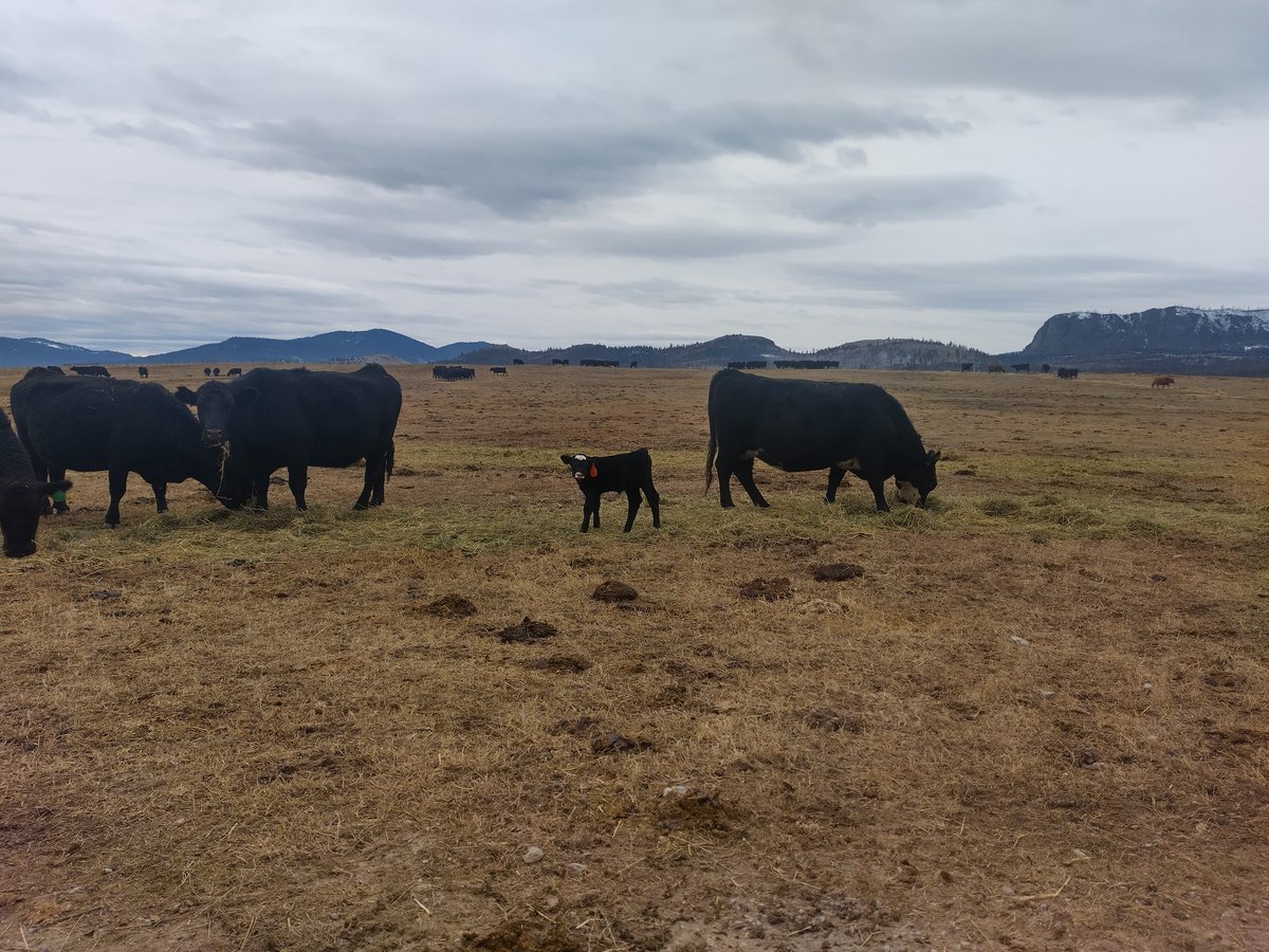 ArthurBooneDunn's tweet photo. It's Ag Day, so I want to highlight the great work our farmers and ranchers do here in Montana! I'm glad I've had the privilege to work in parts of the process. Our farmers and ranchers are key to the Montana spirit. https://t.co/hOP5TPRRzc