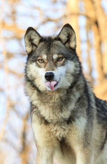 bangchan as wolves 🐺 tweet media