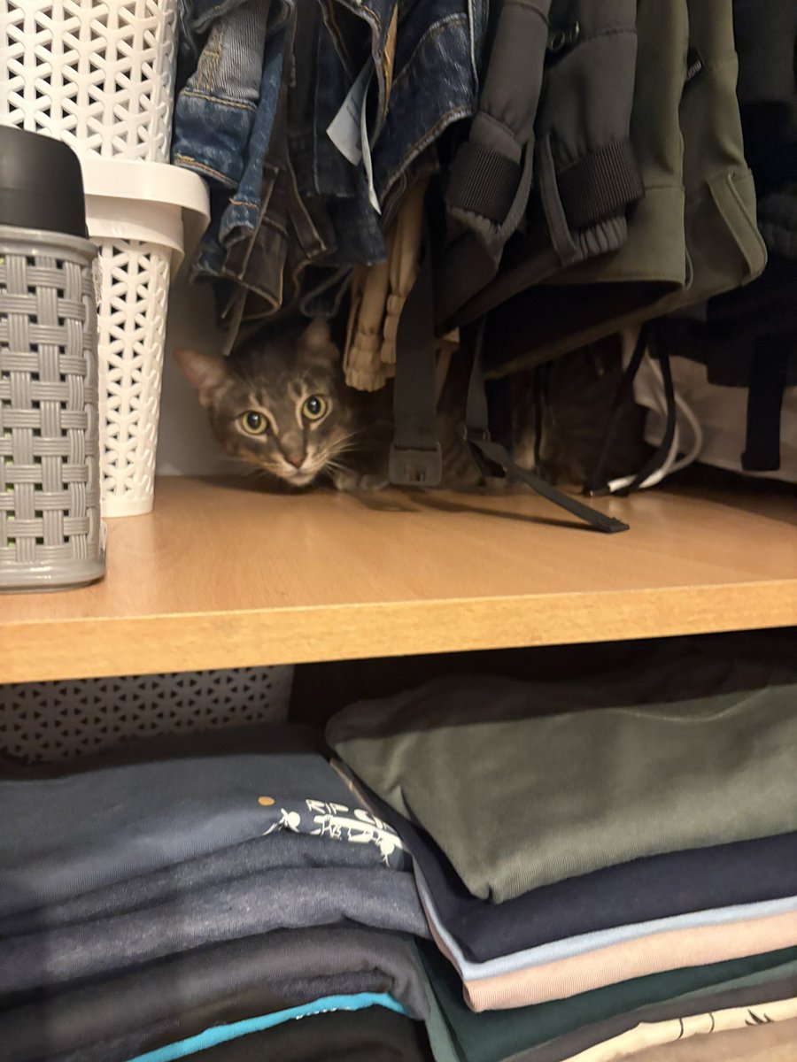 Bananacho 🦋 tweet media