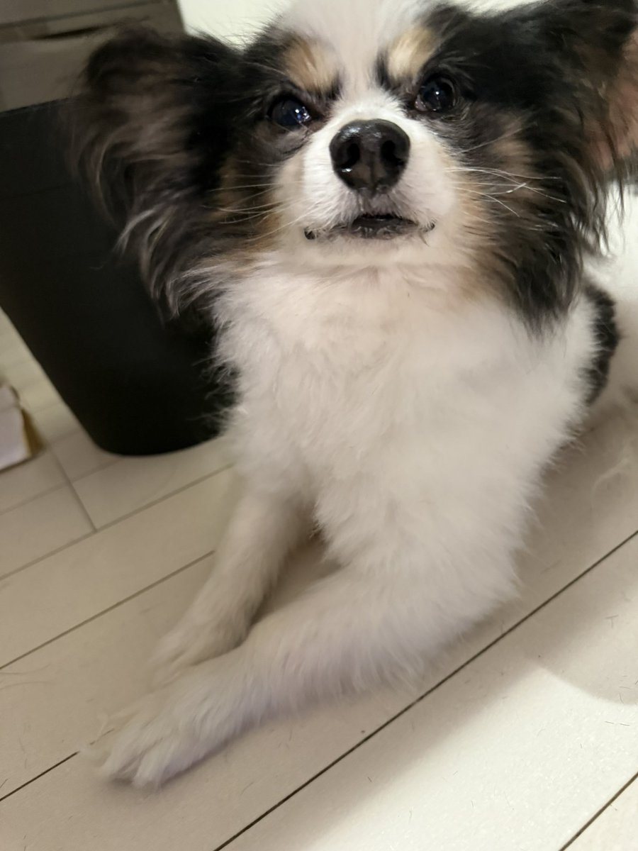 ぎっしぃ((꜆꜄ ˙꒳˙)꜆꜄꜆ tweet media