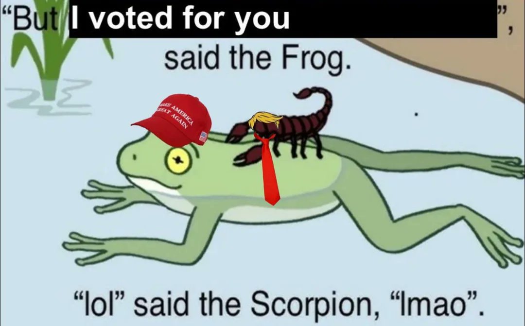 Gay Frog 🏳️⚧️ tweet media