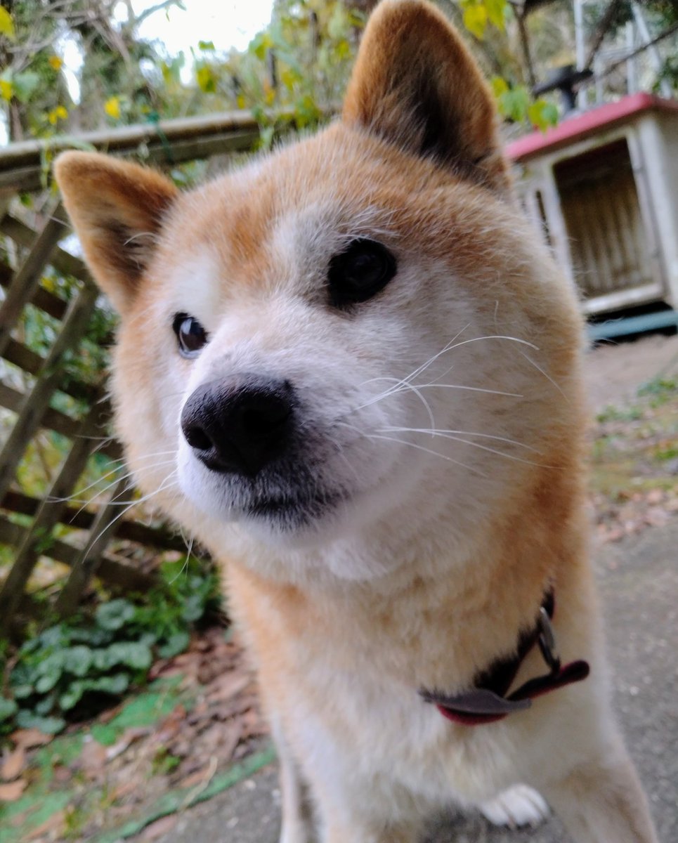 柴犬チビタさん tweet media
