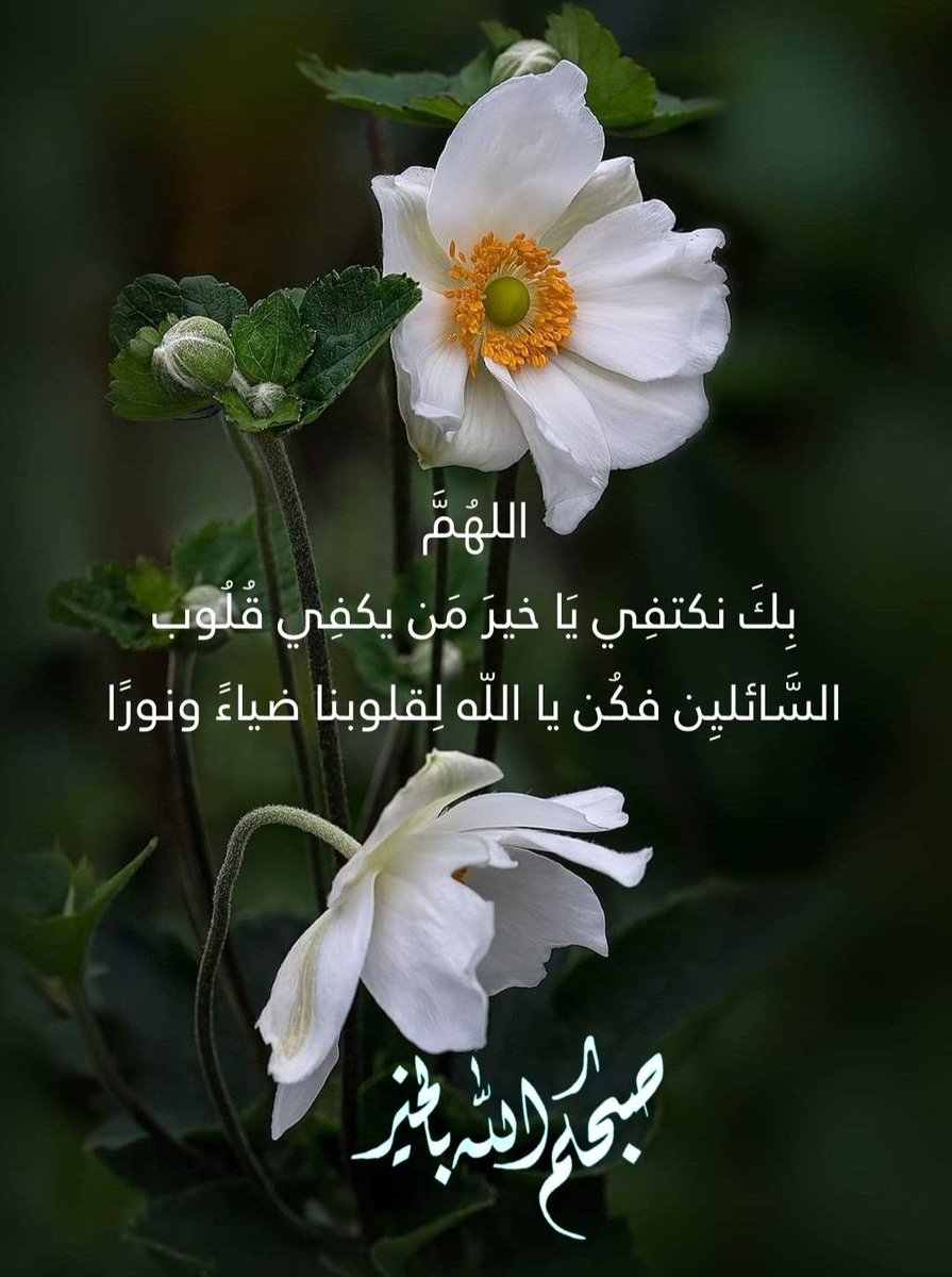 🌿إبن غرباوى 🌿 tweet media