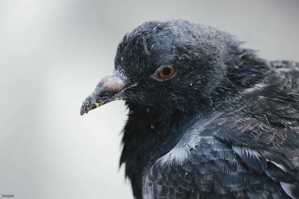 a_london_pigeon's tweet photo. Many pigeons in the world are poorly known to science, or just poorly known.
This is Shepherds Bush no.146, quite unnoticed by anyone at the Natural History Museum but referred to as 'Young Betty' by an old bloke who walks around sometimes.
#Shepherds_Bush #London https://t.co/GFWsQM0h7g