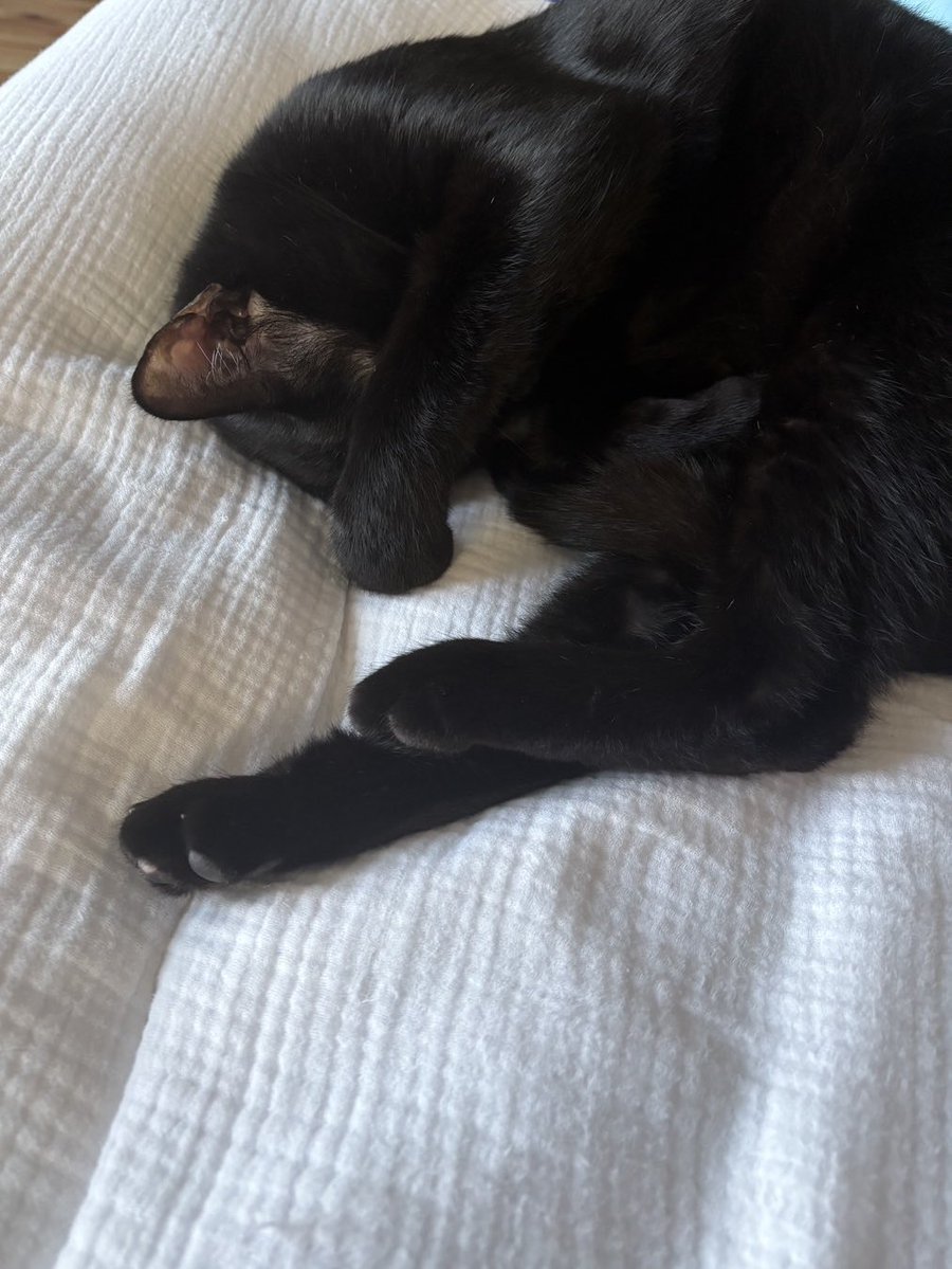 沖縄のちひろ🏝経営戦略室 tweet media