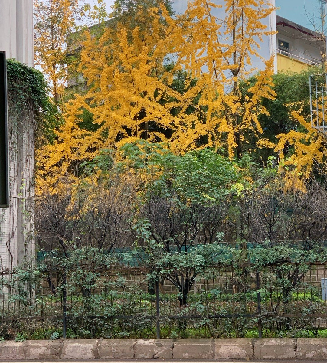 Fatih Katal tweet media