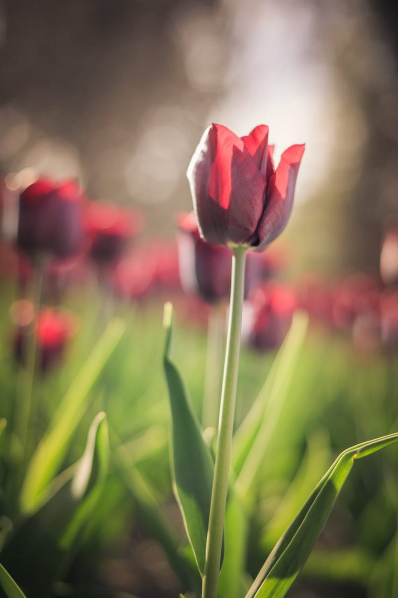 NewInZurich tweet media